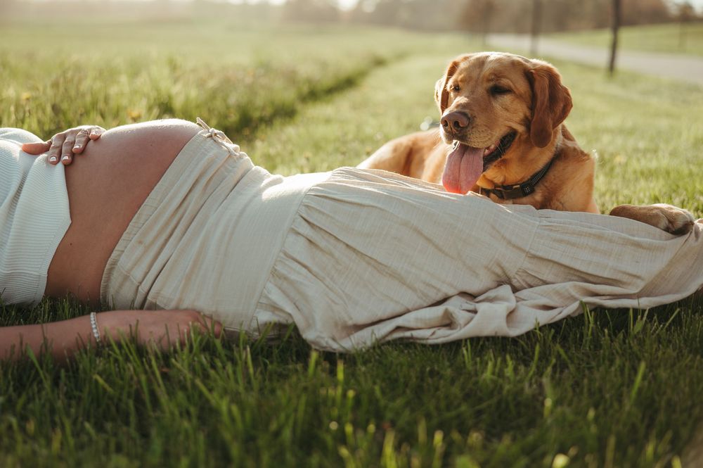Pregnant woman lying on grass in white dress with golden retriever dog beside her in sunny field.