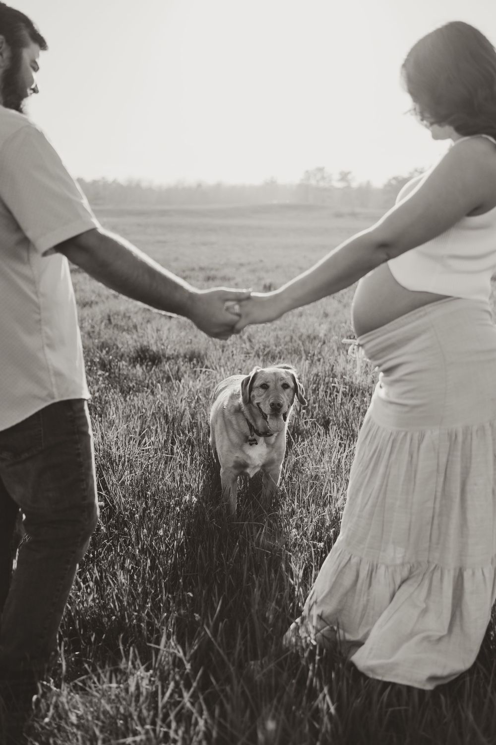 Black and white photo of pregnant couple holding hands in a field with their Labrador dog between them.