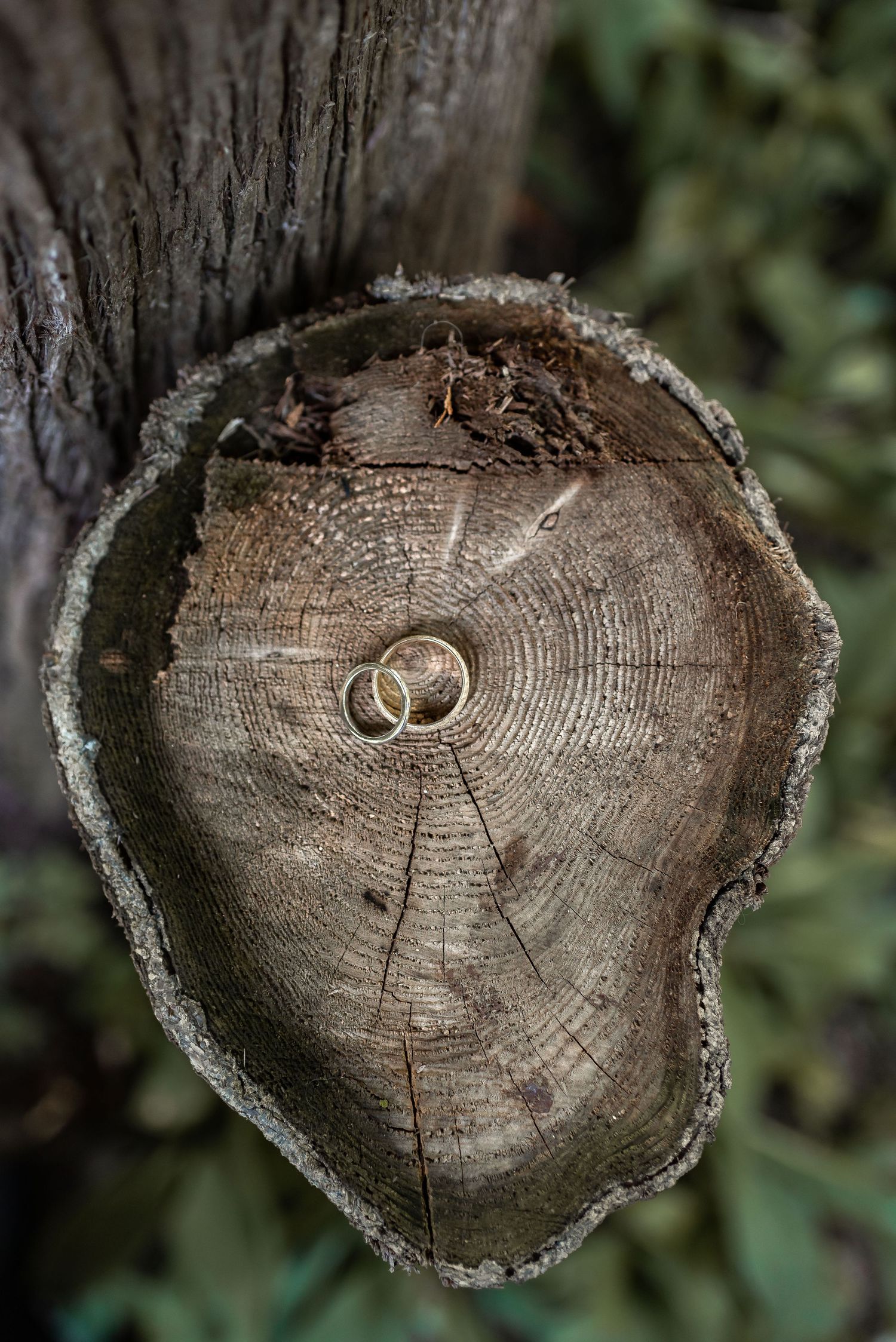 Two wedding rings displayed on a rustic cut tree stump showing natural wood grain patterns.
