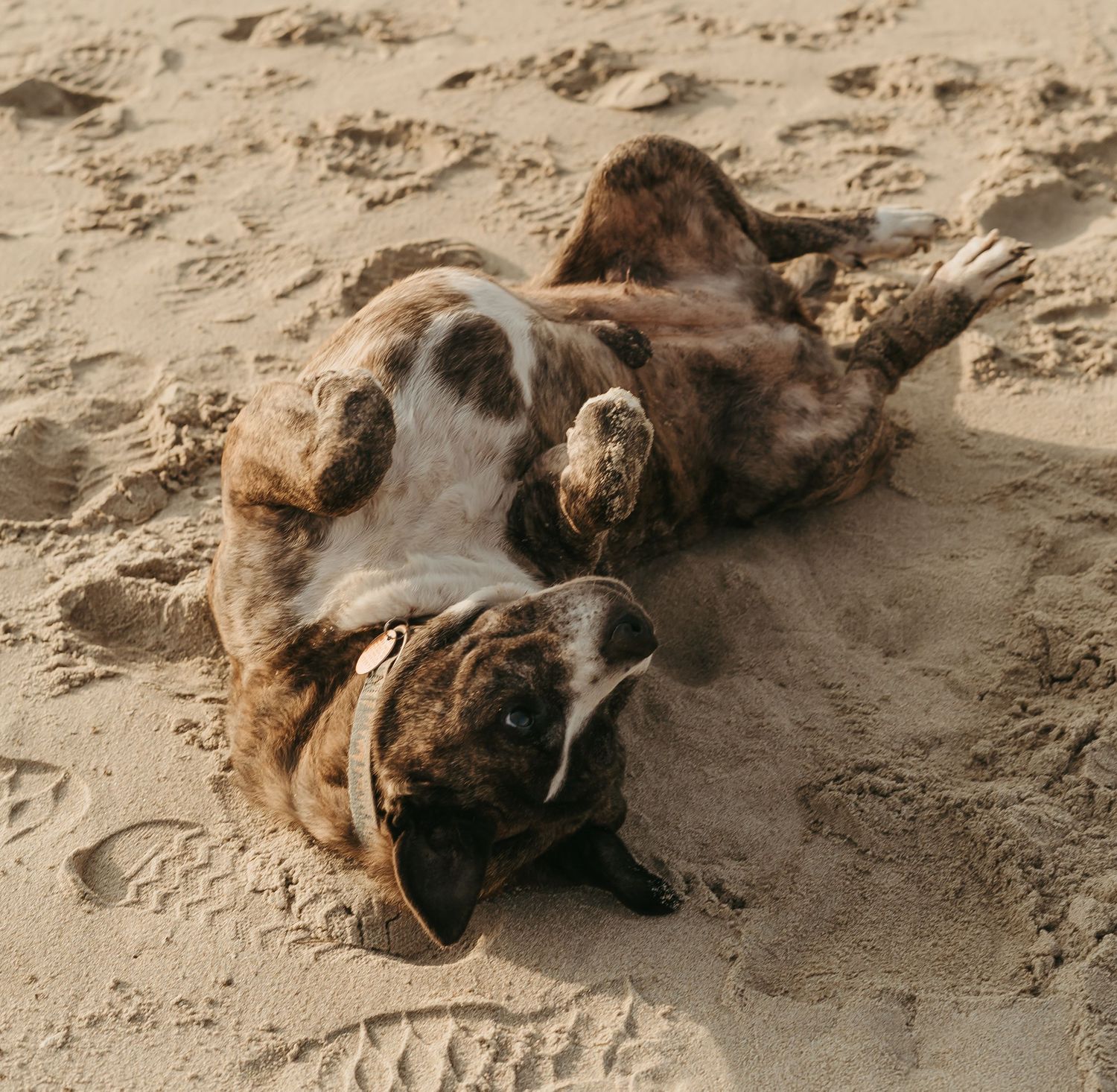 Playful brown dog rolling and wiggling happily in beach sand on a sunny day.