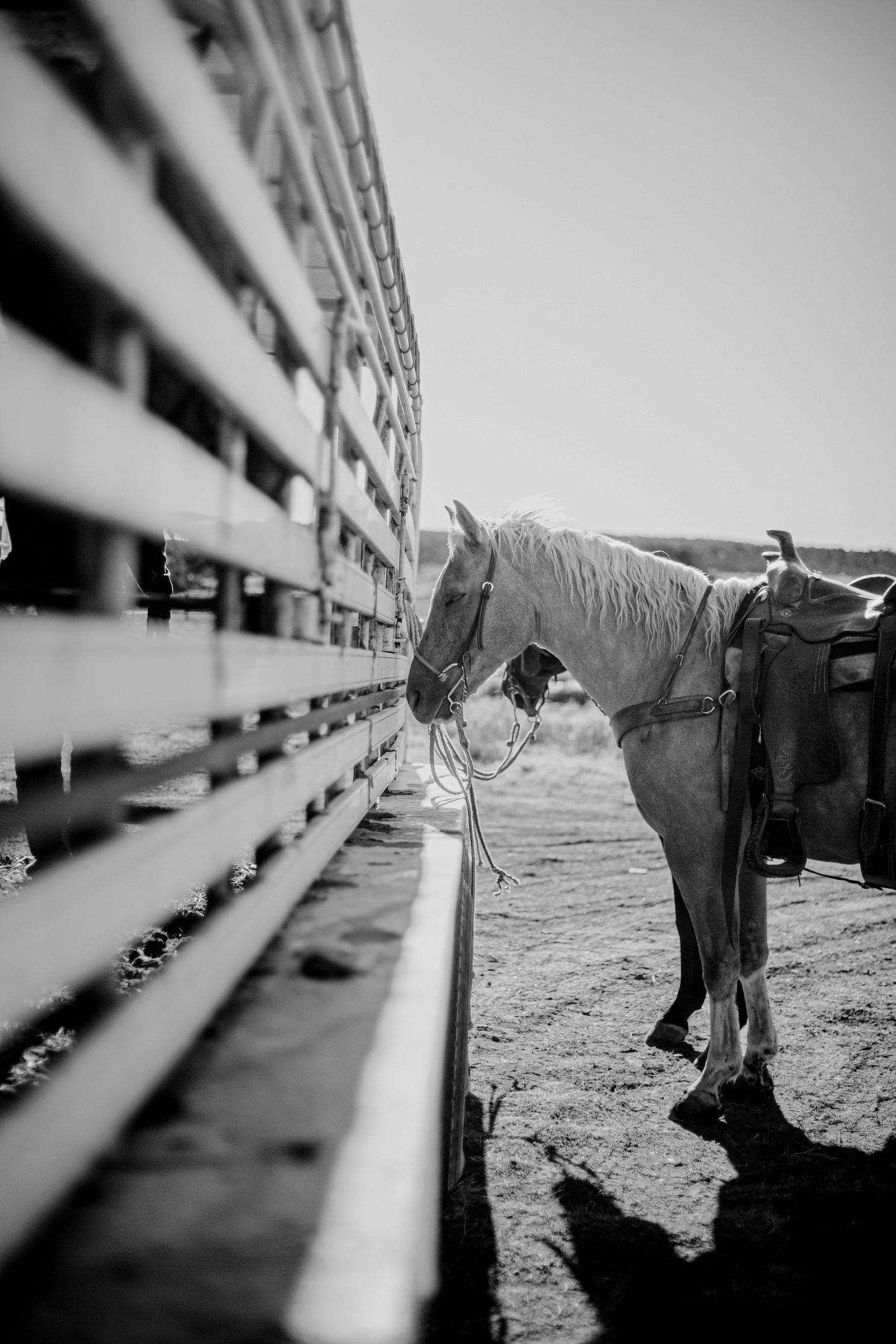 Black and white photos of horses behind a wooden fence in a rustic setting.