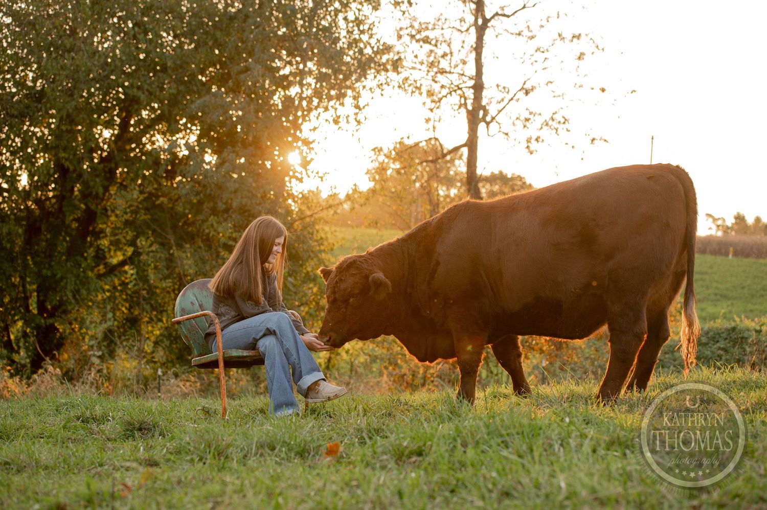 A brown cow and someone share a peaceful moment on a chair in golden evening light.