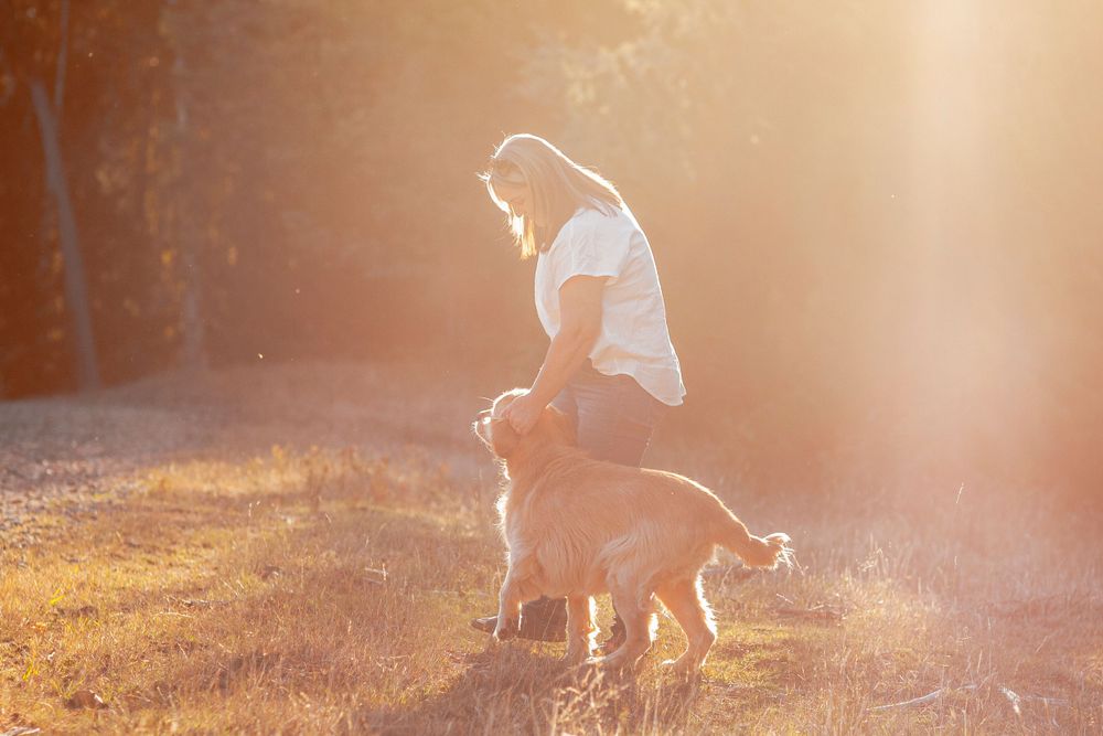 Person and golden retriever walking together in sunlit field during golden hour sunset.
