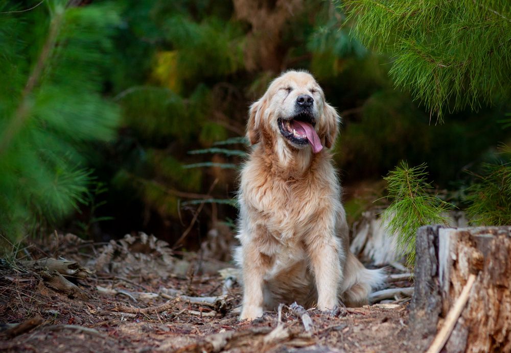 Happy golden retriever dog sitting among pine trees and fallen leaves in a natural forest setting.
