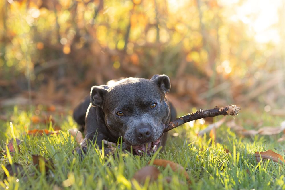 Black pit bull type dog lying in grass with a stick in its mouth during golden sunset lighting.