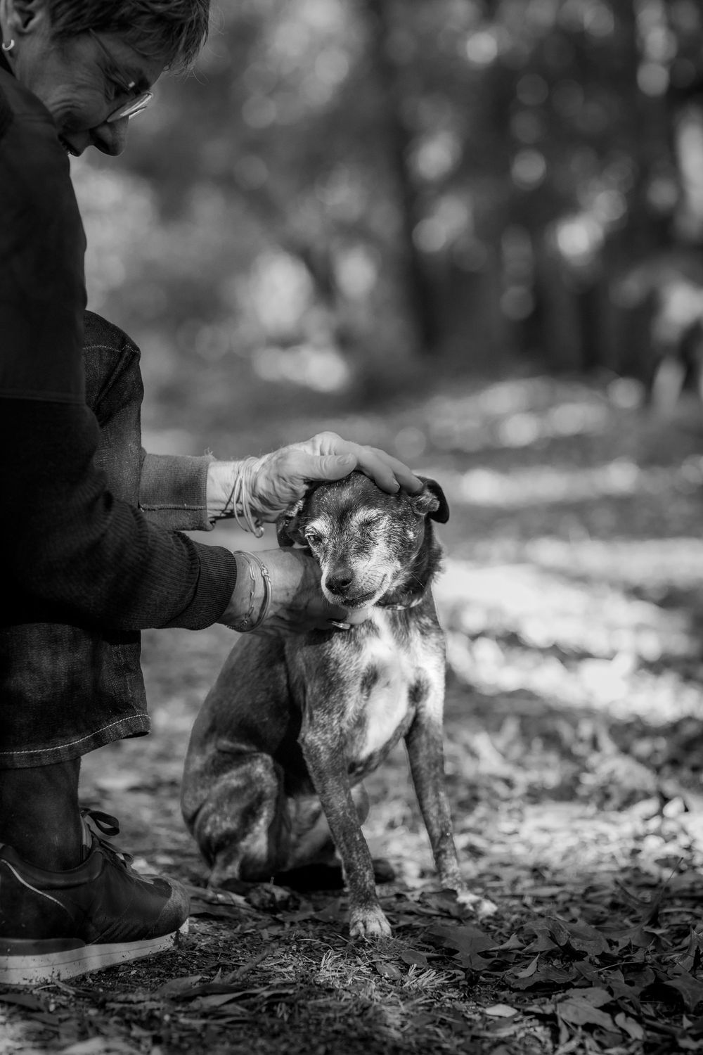 A person gently pets and comforts a senior dog in a black and white autumn forest setting.