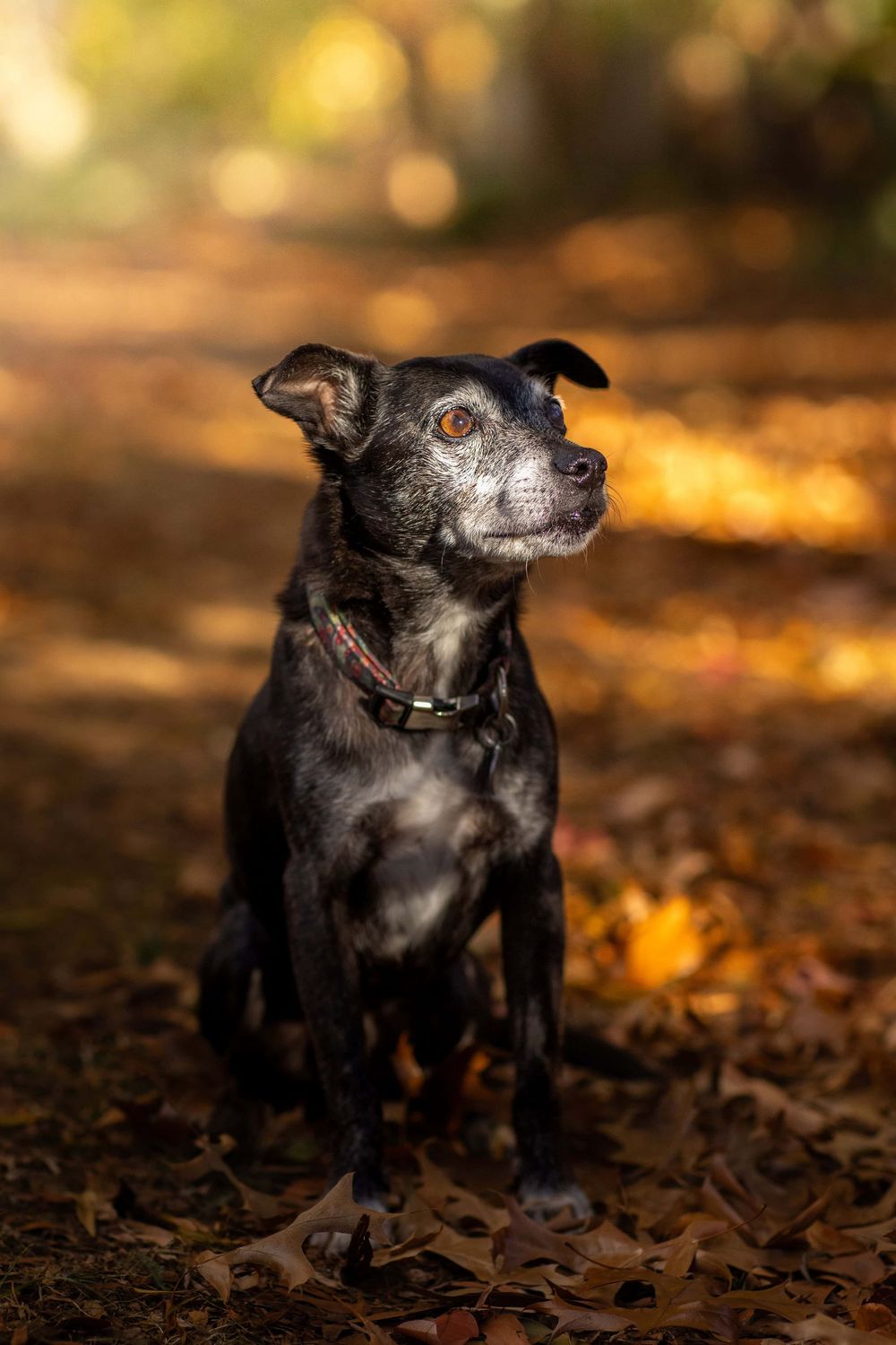 Black mixed-breed dog sits alertly on autumn leaves with golden bokeh background in outdoor portrait.