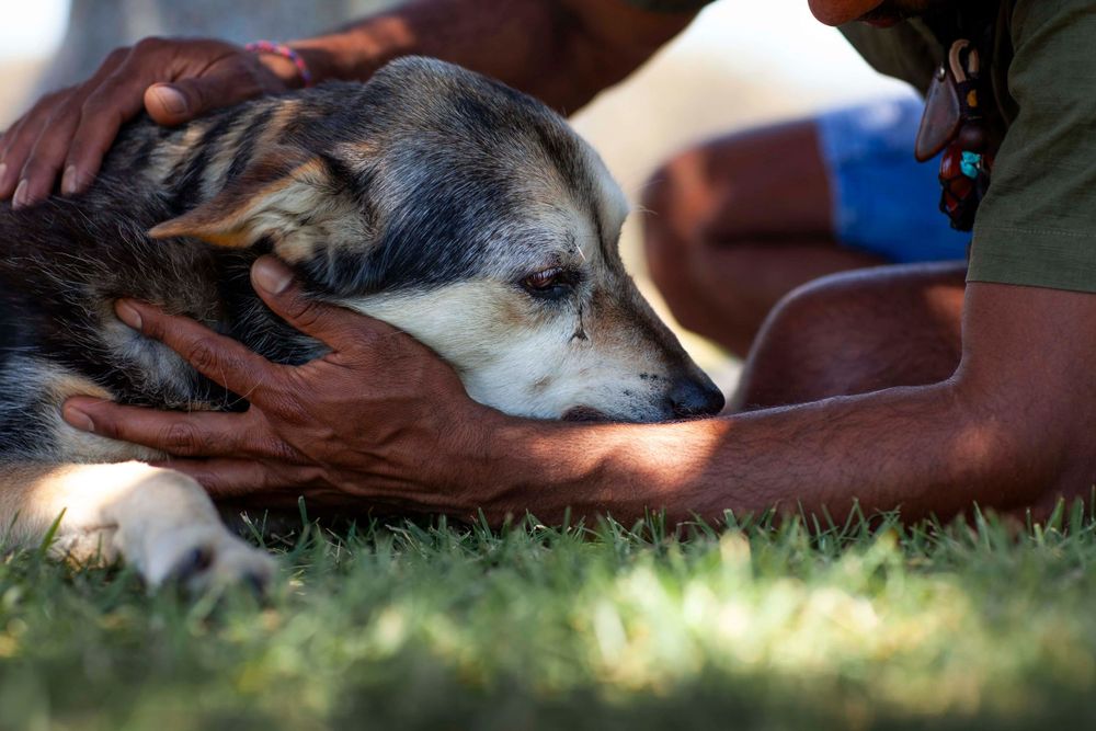 A close-up view of a resting dog being gently petted while lying on grass in warm sunlight.