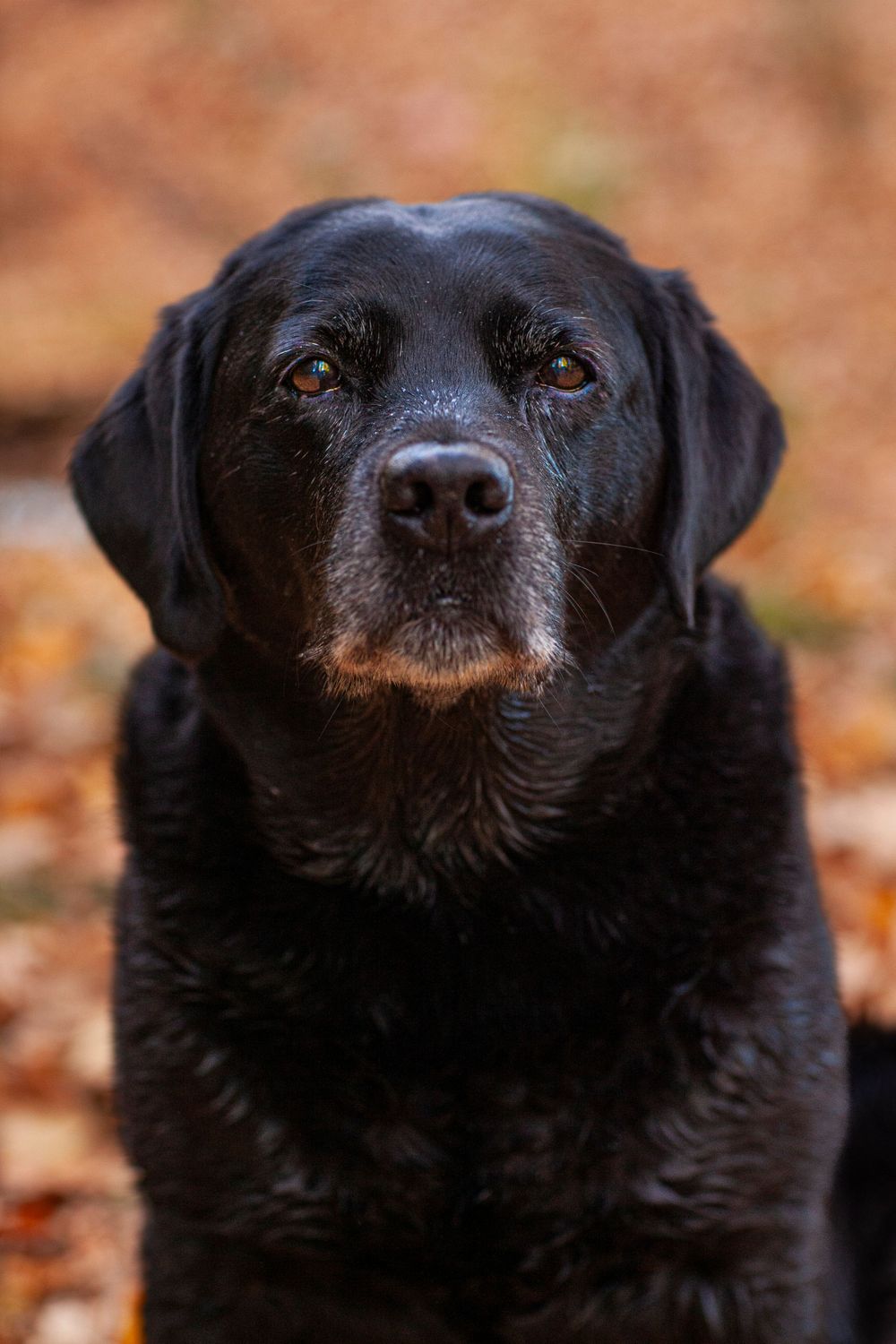 Close-up portrait of a senior black Labrador with soulful eyes against autumn leaves.