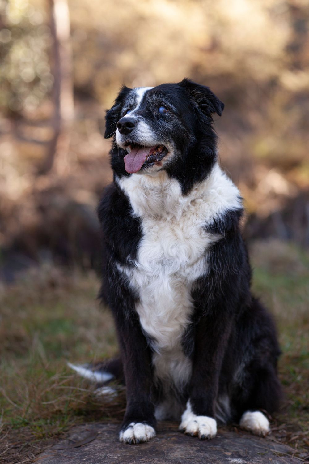 Senior Border Collie with black and white fur sitting attentively outdoors.