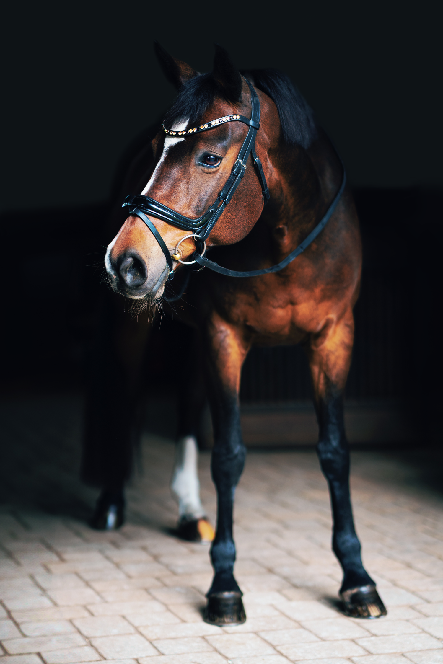 Bay horse wearing show bridle photographed in moody lighting against dark background.