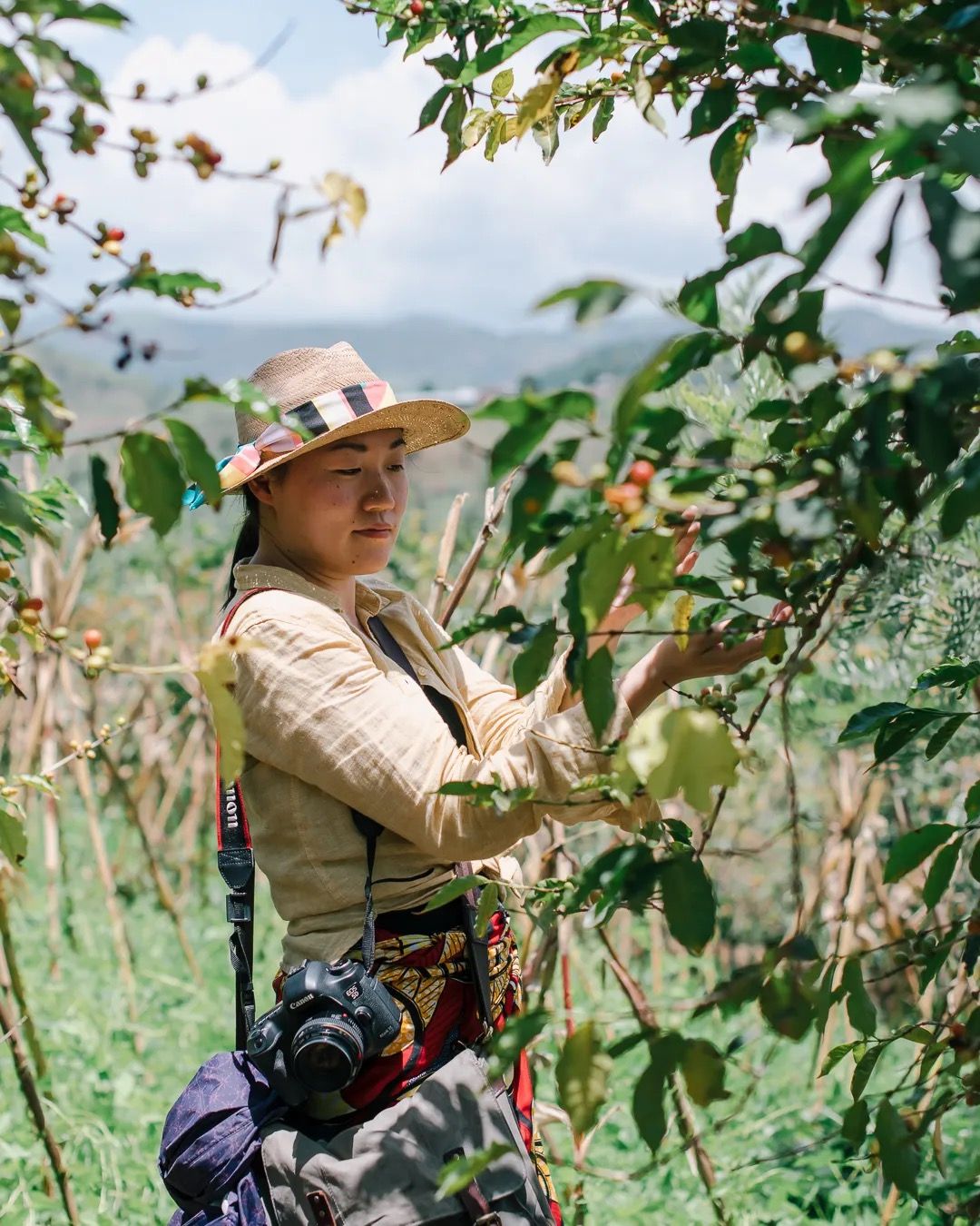 Person standing among coffee plants, inspecting the leaves and cherries in the field.