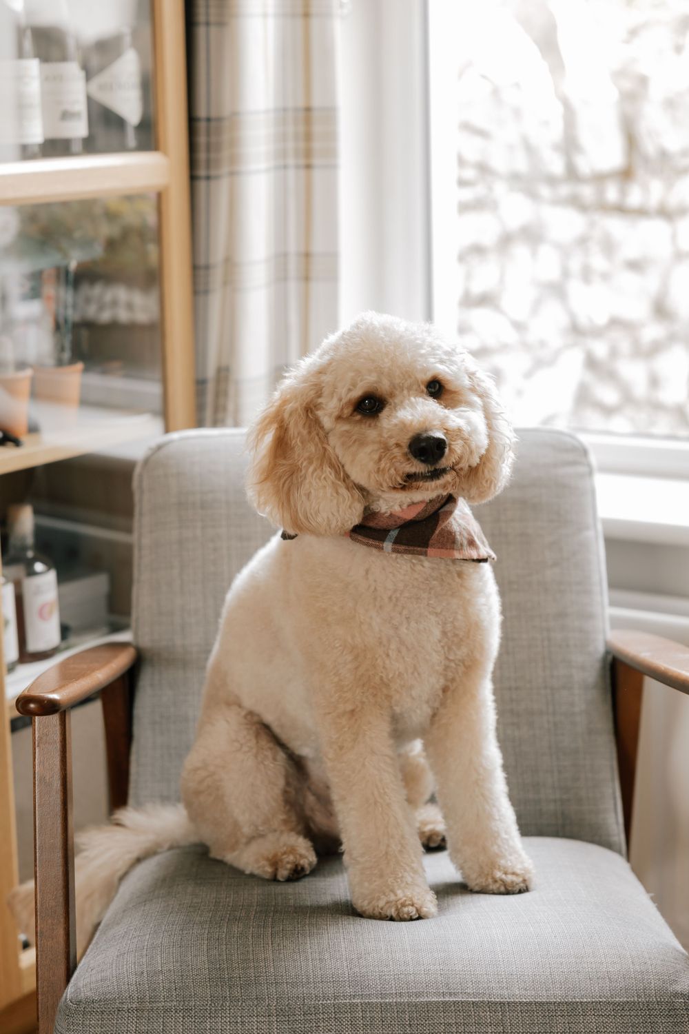A cute goldendoodle puppy with fluffy cream-colored fur sits alert on a gray armchair near a window.
