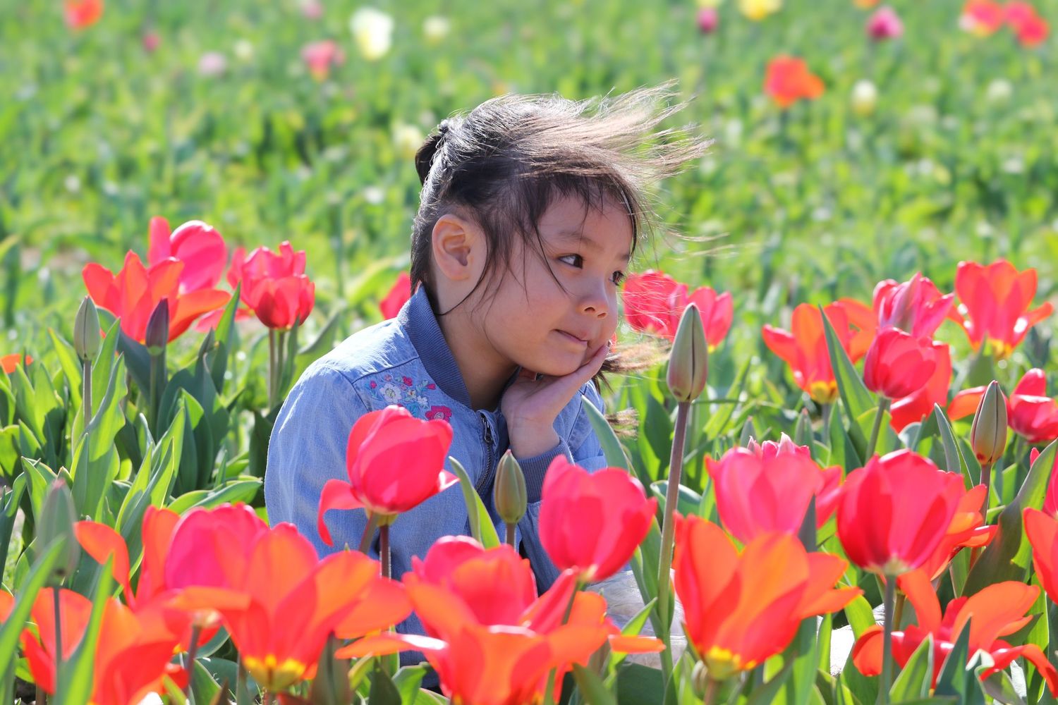 family moments shared among colorful tulips in a spring garden. Coventry and Warwickshire Photographer. Mothers Day Mini Sessions