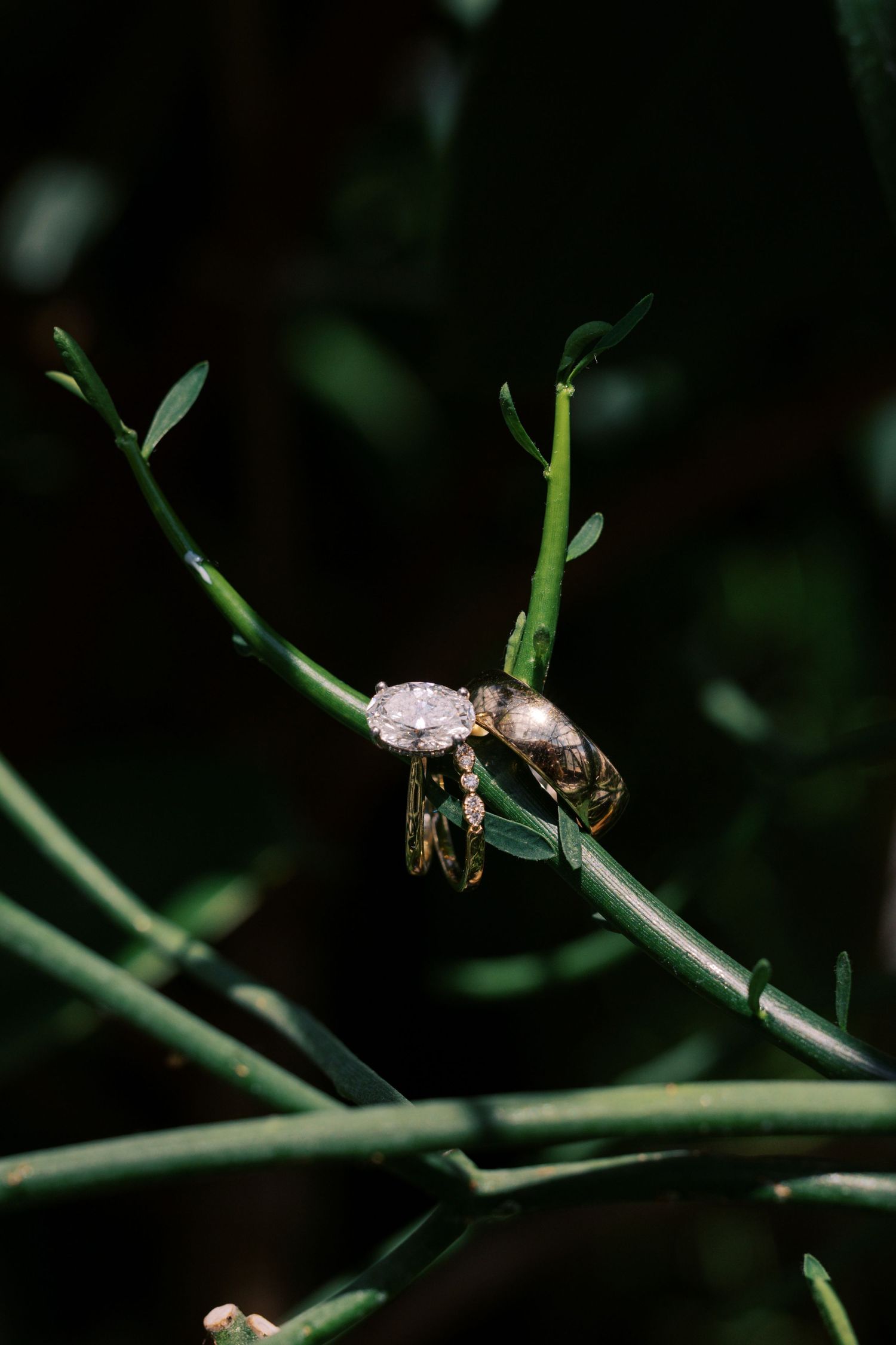 Two gold wedding rings with diamonds displayed on a green plant branch against a dark bokeh background.