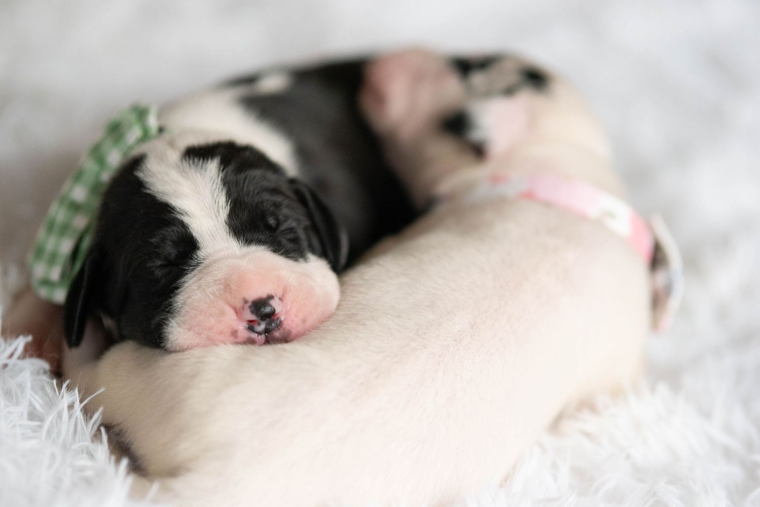 Two newborn Great Dane puppies sleeping on white fur, wearing green plaid and pink bow accessories.