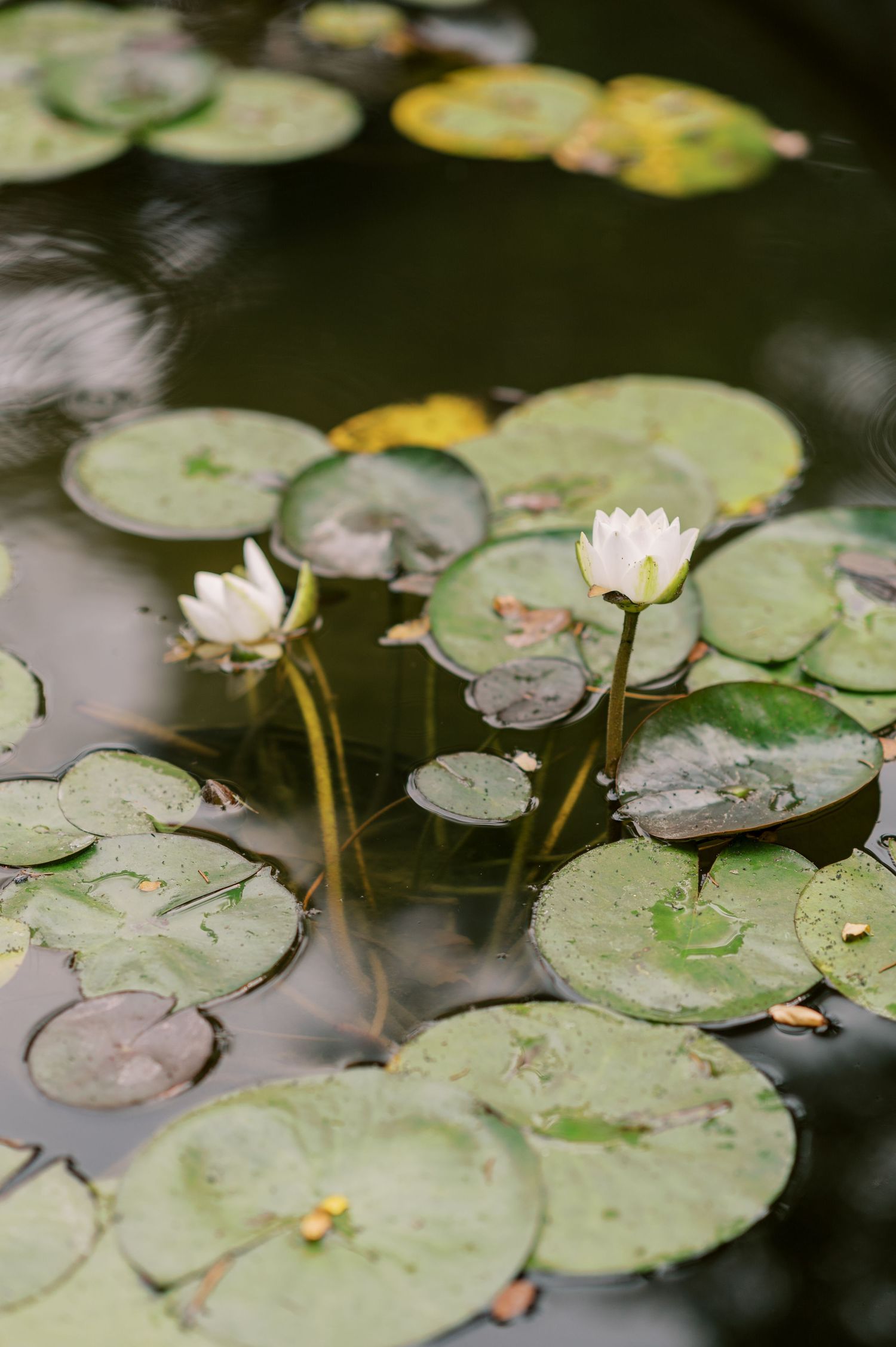White water lilies bloom among green lily pads floating on a calm pond.