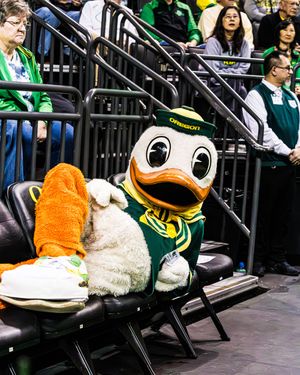 Oregon Ducks mascot sitting in courtside chair at a basketball game, wearing green and yellow uniform.