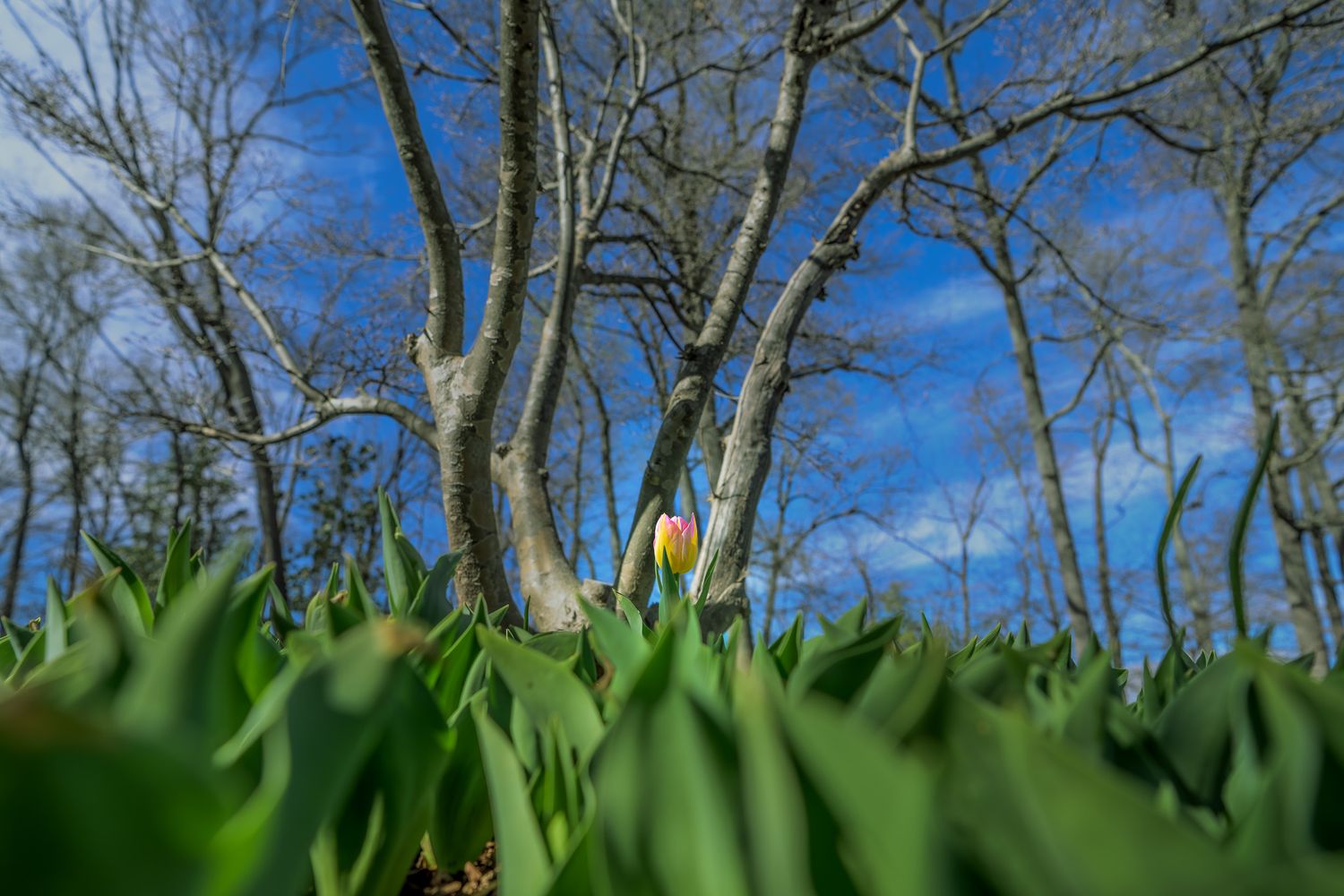 A pink tulip bud emerges among green leaves with bare trees and blue sky in early spring.