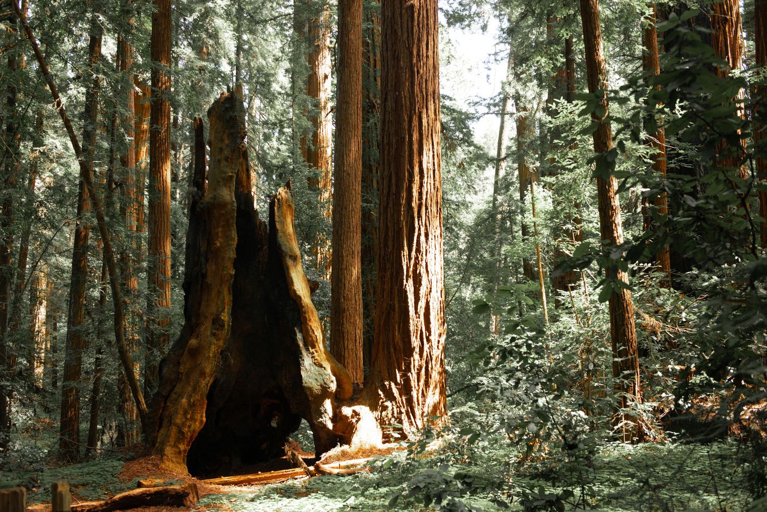 Towering ancient redwood trees in a lush forest, with a hollowed trunk creating a natural archway.