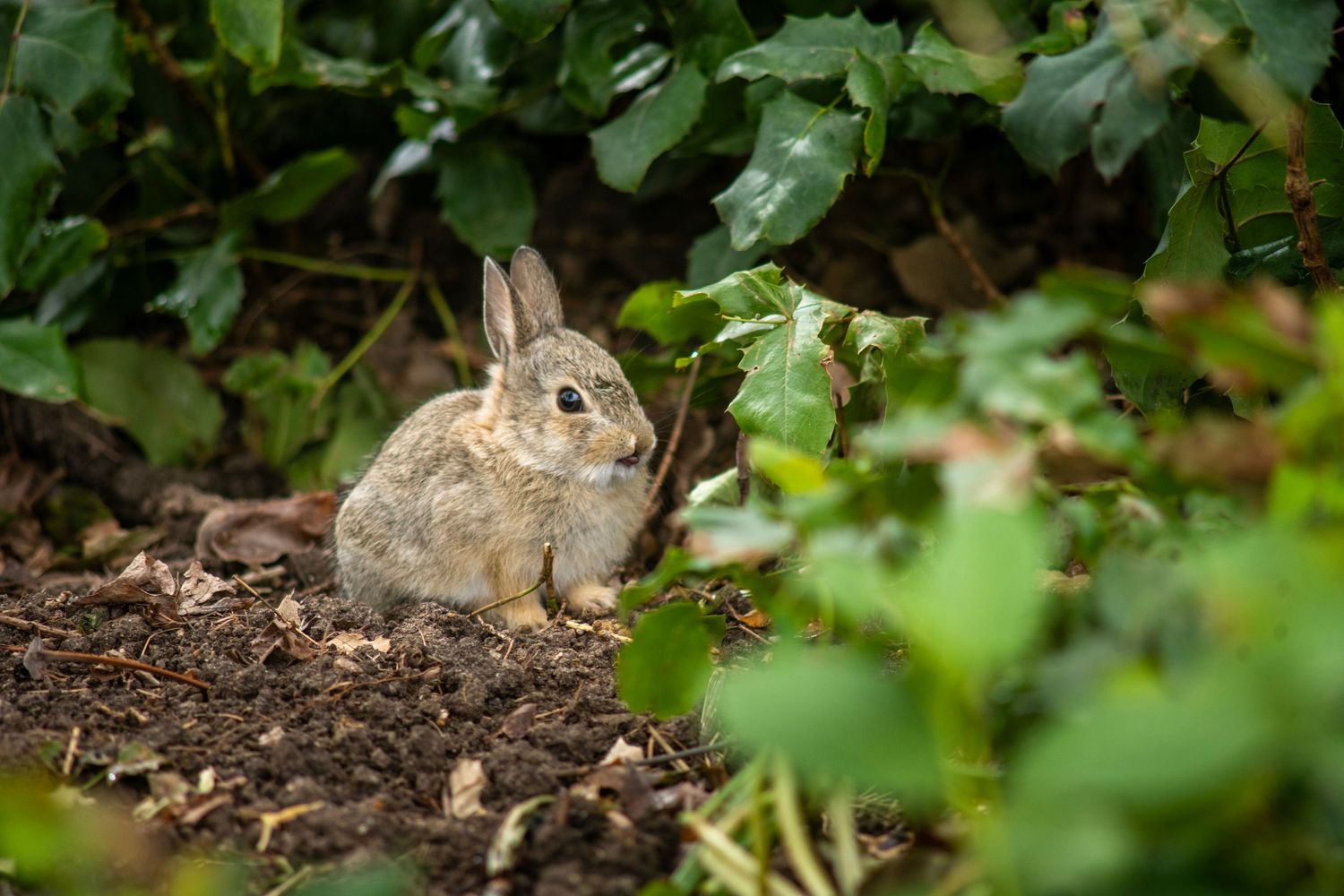 A young wild rabbit sitting among green leafy plants and dark soil in a garden setting.