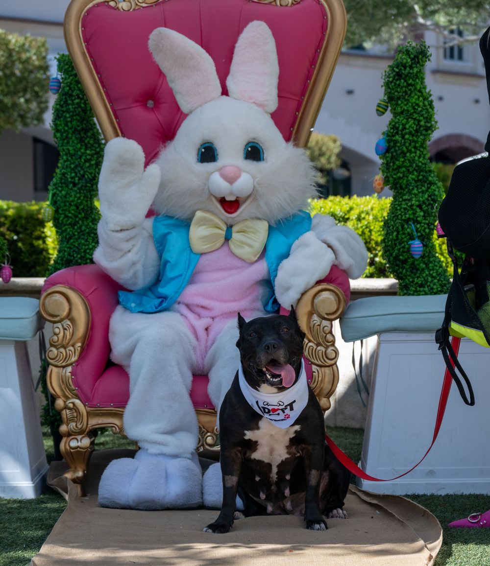 Black Staffordshire dog with bandana poses with Easter Bunny on decorative throne at outdoor event.