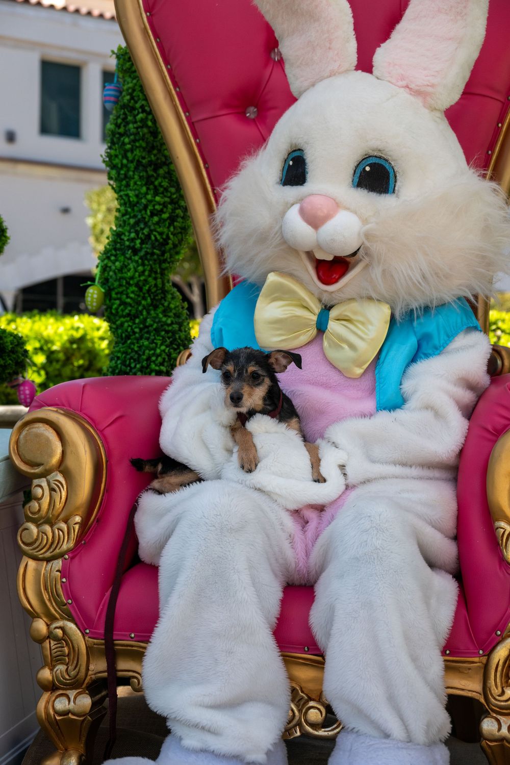 Easter Bunny mascot sitting on pink throne chair holding a small dog on its lap.