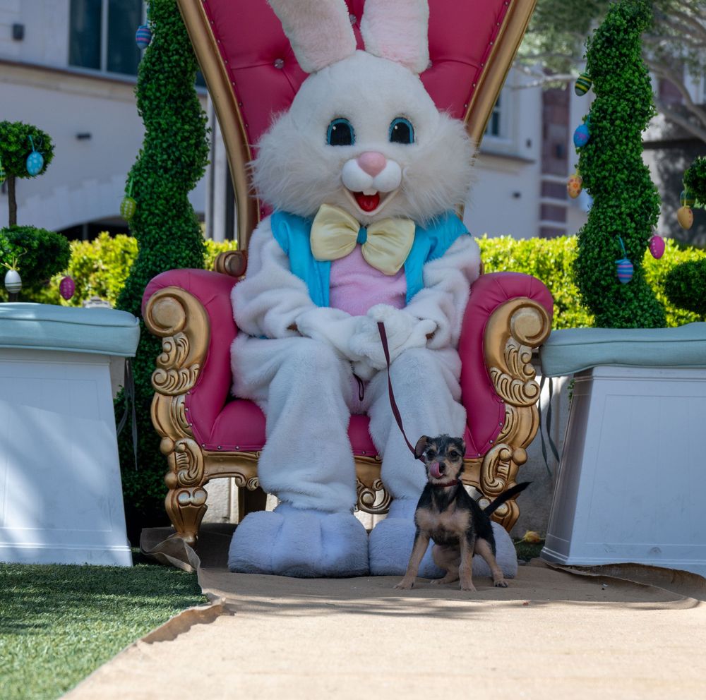 Small Chihuahua sits in front of Easter Bunny character on ornate pink and gold throne outdoors.