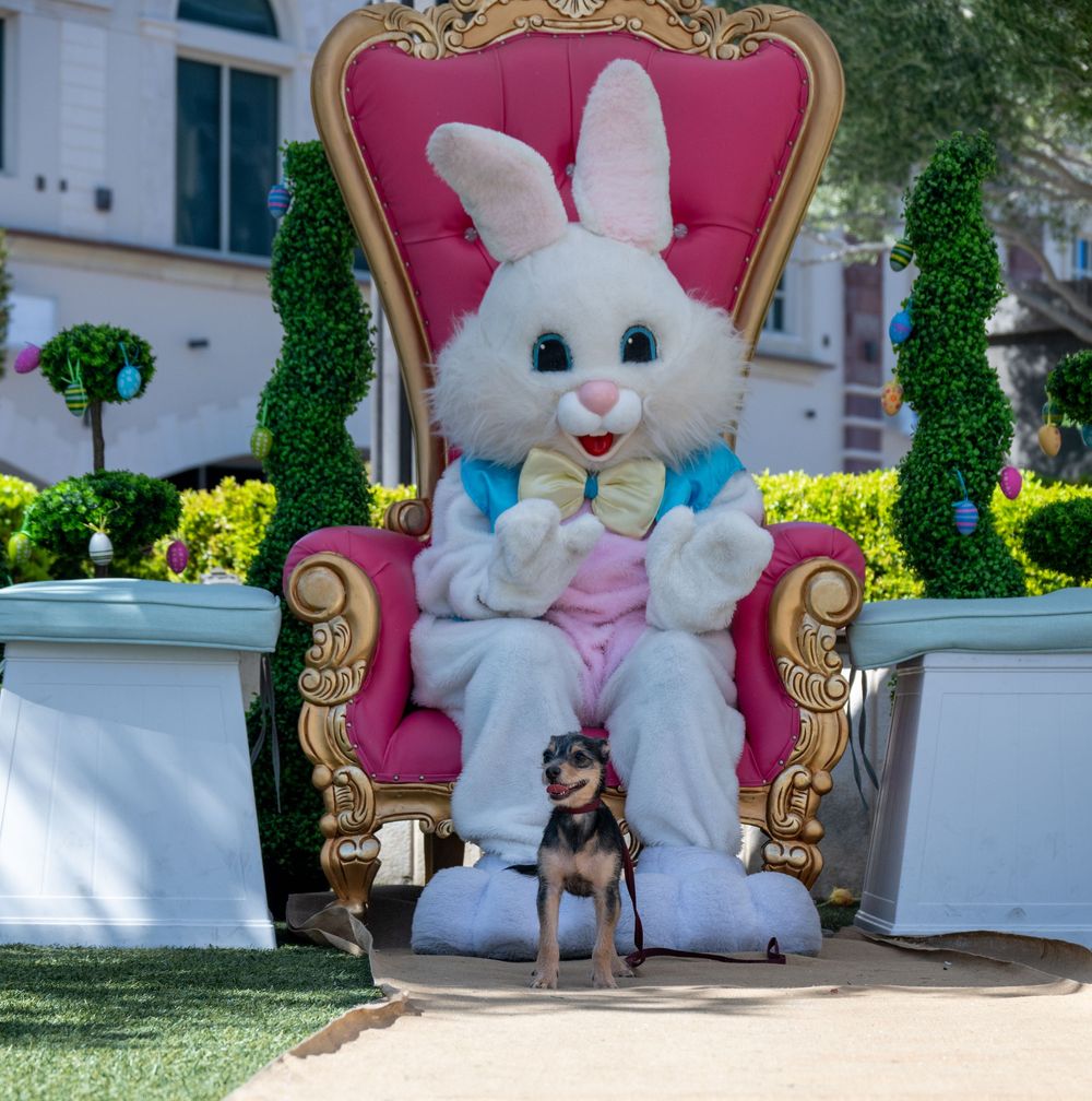 Small dog poses in front of Easter Bunny mascot seated on ornate pink and gold throne.