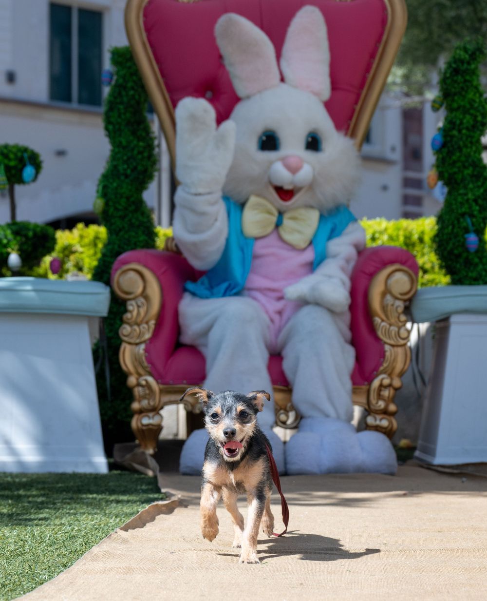 Small dog runs toward camera while Easter Bunny waves from pink throne behind.