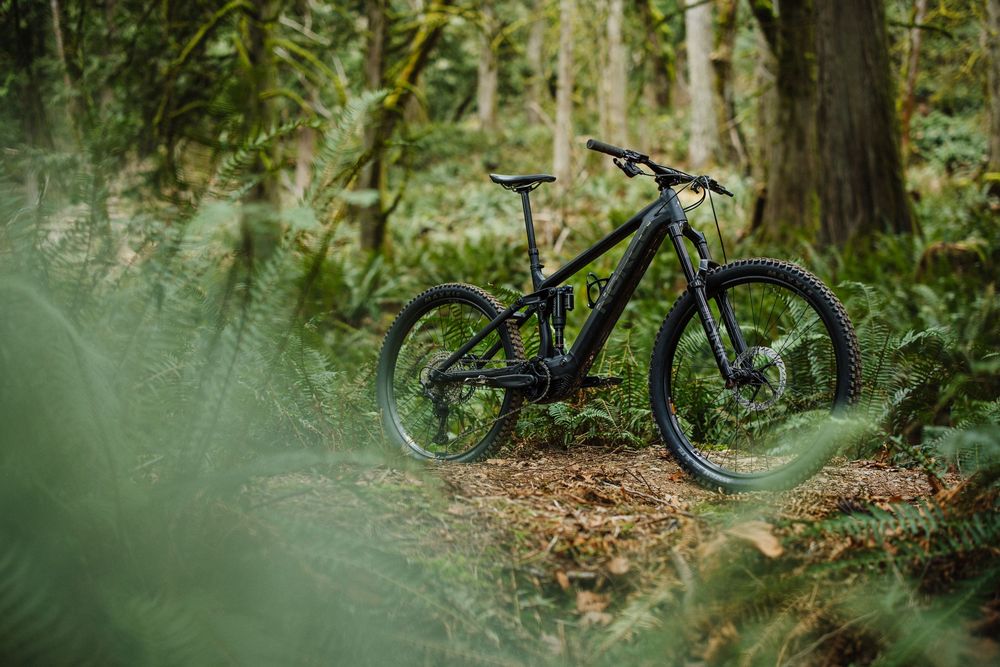 Black mountain bike parked on a forest trail surrounded by lush green ferns and tall trees.