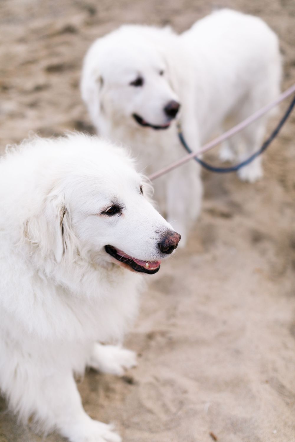 Two fluffy white Great Pyrenees dogs on a sandy beach, one on a blue leash, both with mouths open and happy expressions.