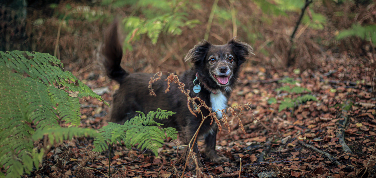 photo of the dog, outdoor, Wombwell park