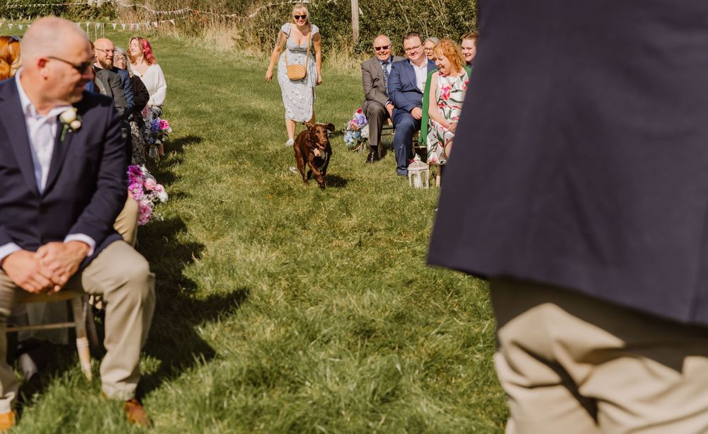 Dog ring bearer at Moor Farm Chickerell. Wedding Photographer Dorset, Somerset and Devon