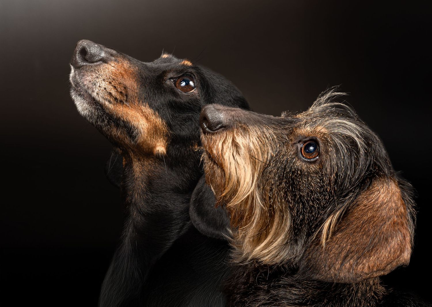 Dog photo shoot Oxford
Professional dog photographer Oxford.
Dog photographer near me
Reactive dog photographer
Dog photo shoot price