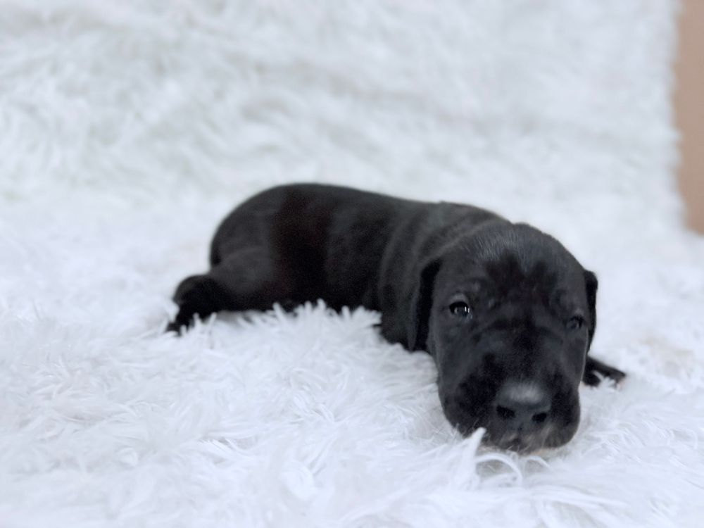 A black Labrador puppy lies on a white fluffy rug, looking directly at the camera with soulful eyes.