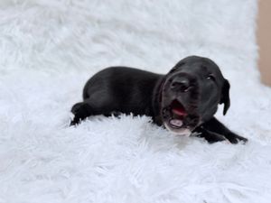 A black dog lies playfully in fresh white snow, creating a series of connected photos showing its movement and position.