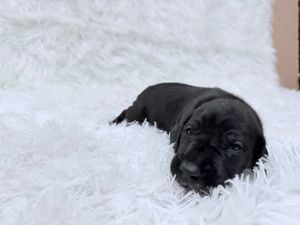 Black puppy resting comfortably on plush white carpet showing adorable sleepy expression.