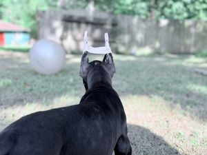 Black dog wearing a white toy crown sits in a grassy yard, gazing at a white balloon floating nearby.