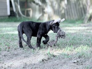 Black Great Dane puppy carrying a rope toy in its mouth while playing outdoors on a grass lawn.