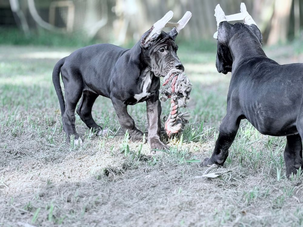 Two large gray Great Dane puppies playing tug-of-war with a toy outdoors on grass.