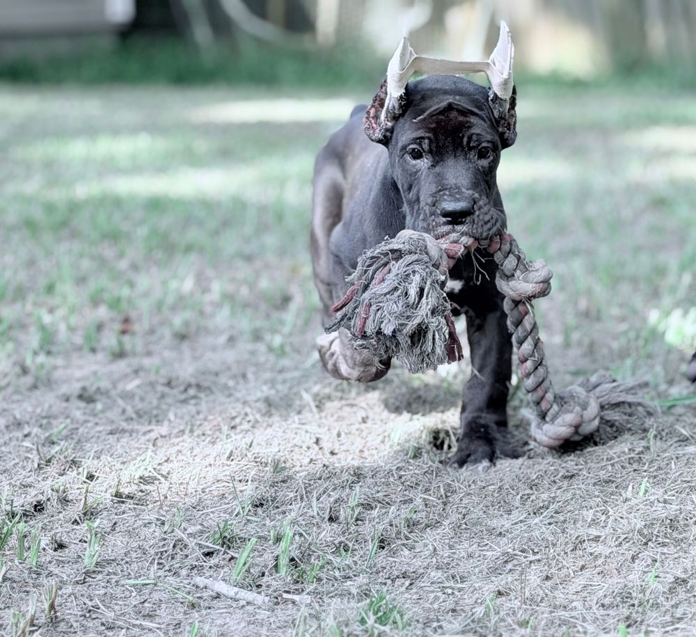 A black Great Dane puppy runs playfully with a rope toy in its mouth on a grassy outdoor area.