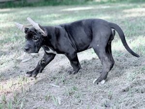A young black Cane Corso puppy trots across a grassy yard, showcasing its muscular build and cropped ears.