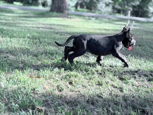 Black dog running through green grass in a park with tongue out, captured mid-stride on a sunny day.