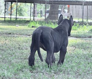 A black puppy stands on green grass with its back to the camera, near a metal fence in an outdoor yard.