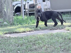 A dark gray Cane Corso dog walks along a dirt path in a grassy backyard near a fence.