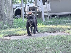 A large black Cane Corso dog stands on a dirt path surrounded by green grass in a backyard setting.