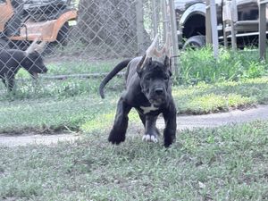 A black Cane Corso puppy trots across a grassy yard, showcasing its muscular build and natural ears.