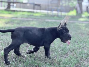 A black puppy with tongue out trots across a grassy yard in this adorable outdoor photo.