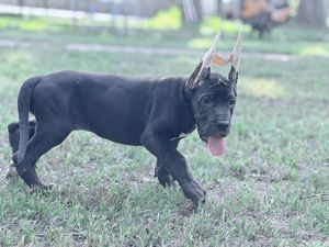 Black Great Dane puppy wearing a crown accessory, tongue out, trotting on green grass outdoors.